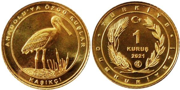 1 kuruş (Espátula)